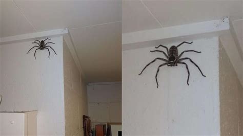 磁力方向 家中出現大蜘蛛